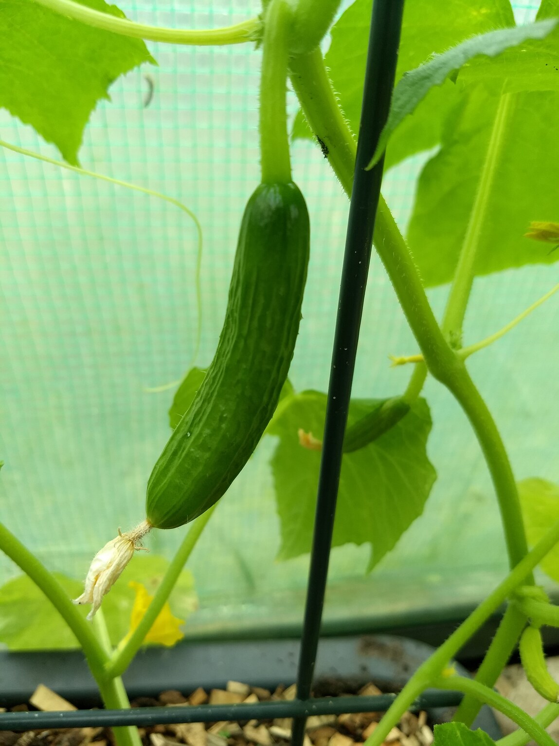 kleine komkommer