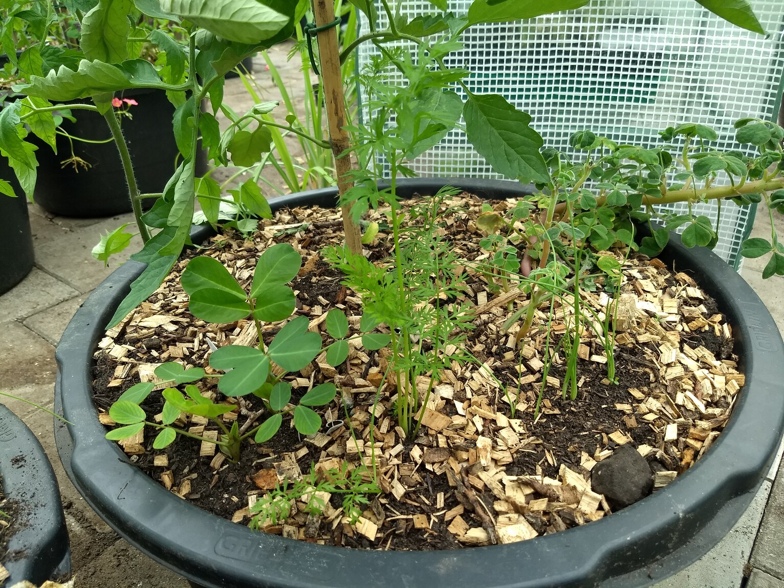 pot met tomantenpant en andere planten