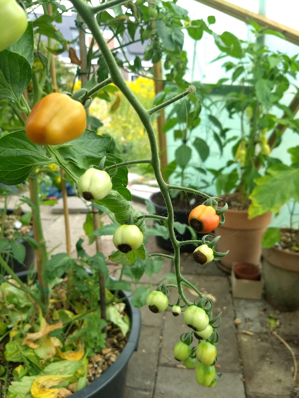 neusrot bij kleine tomaatjes