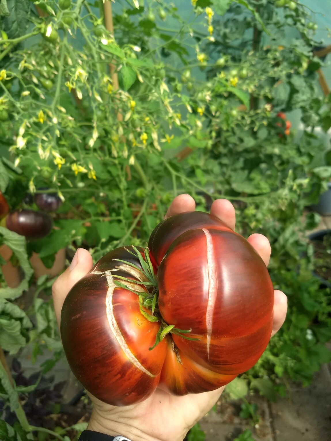 gebarsten tomaat