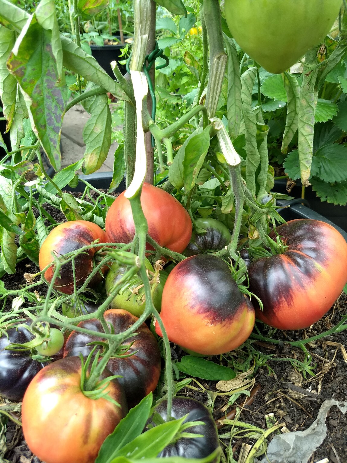 afgescheurde tak tomaten