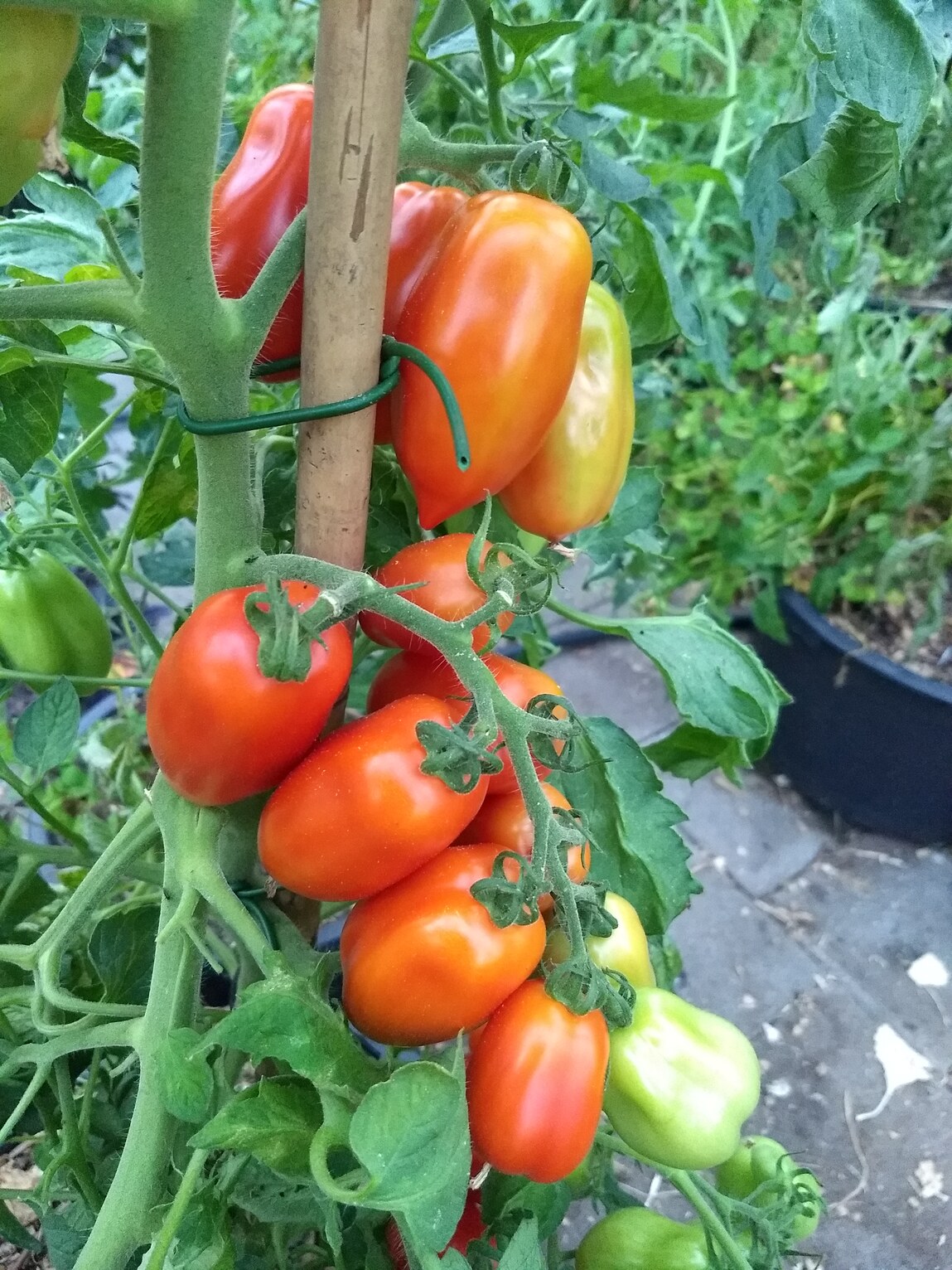 roma tomaat san marzano