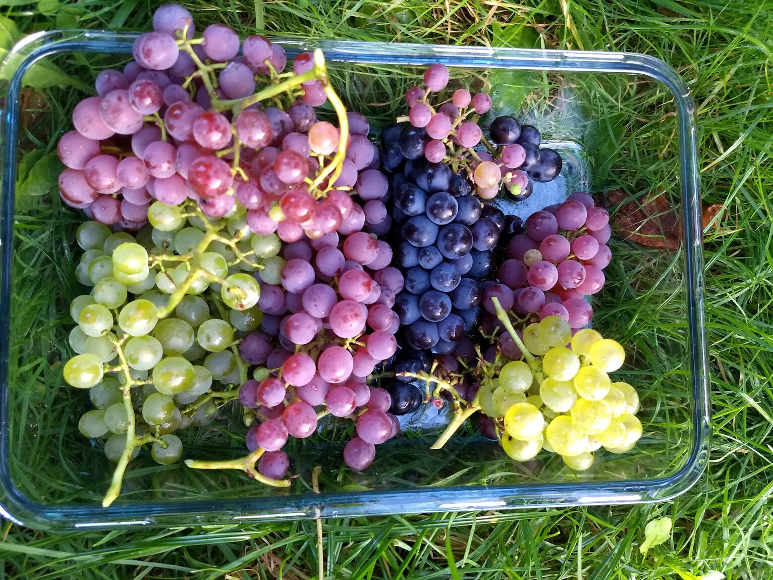 verschillende kleuren druiven