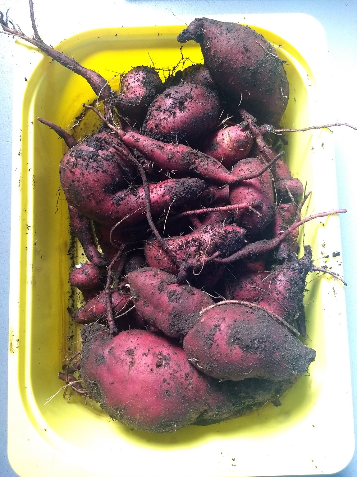 zoete aardappels uit de volle grond